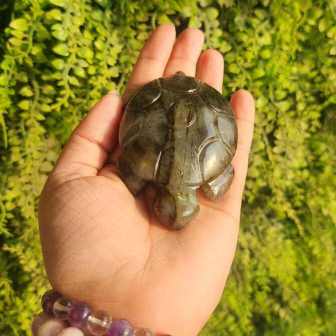 Labradorite Turtle / Tortoise
