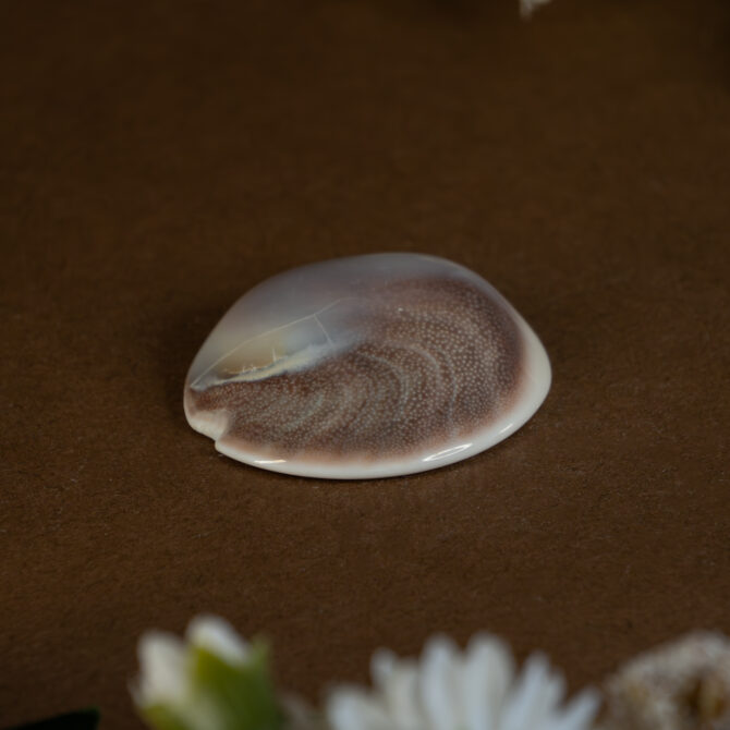 Gomati Chakra Large pieces
