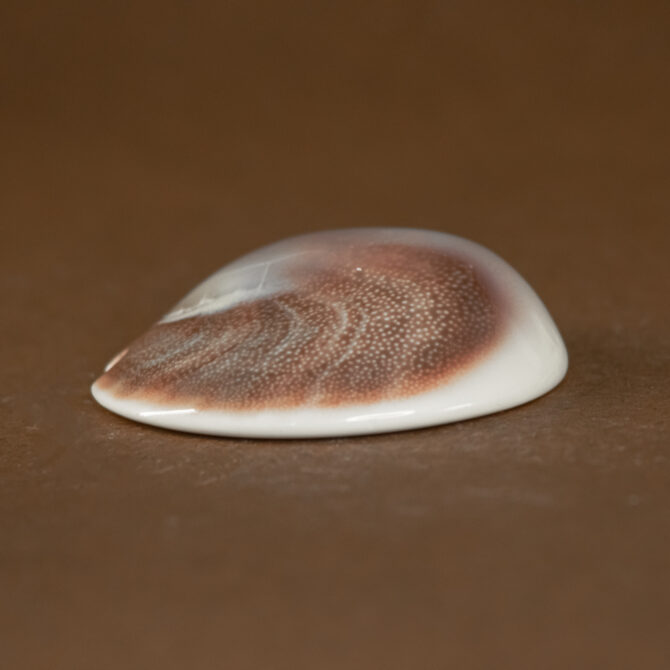 Gomati Chakra Large pieces