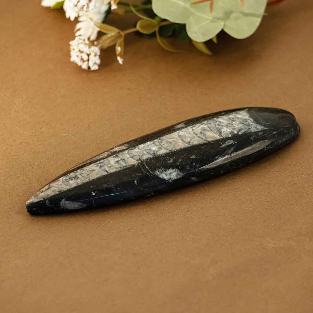 Orthoceras / Kuber Polished & Carved stone - for Financial stability