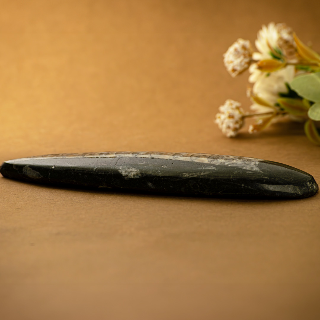 Orthoceras / Kuber Polished & Carved stone - for Financial stability