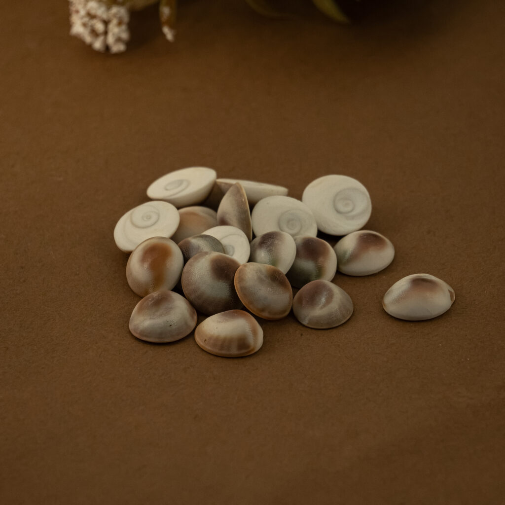 Gomati Rana Gomati Chakra small pieces - Calling Crystals
