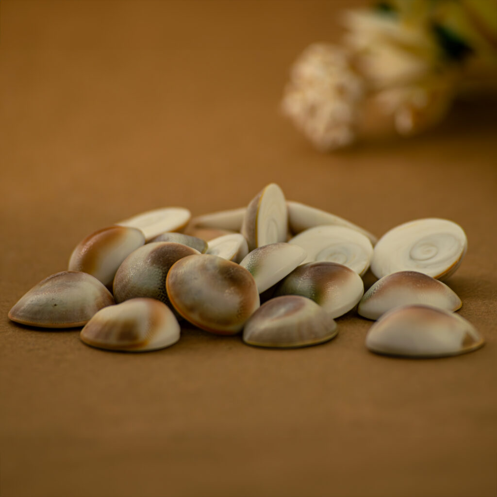 Gomati Rana Gomati Chakra small pieces - Calling Crystals